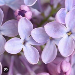 Summer Essence edt